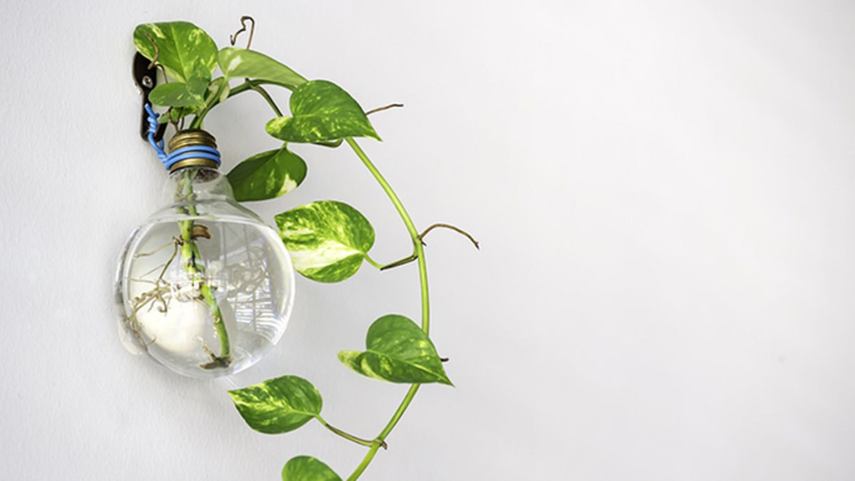 bombilla como macetero colgante