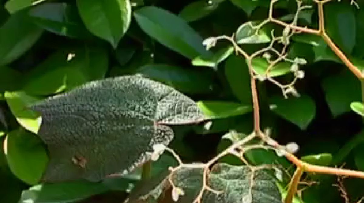 Begonia palmeada jaspeada o begonia híbrido