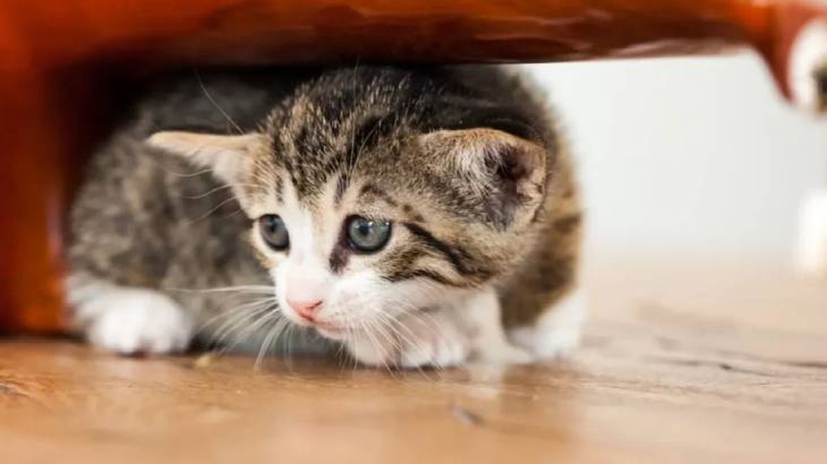 como castigar a un gato cuando se porta mal 10 (1)