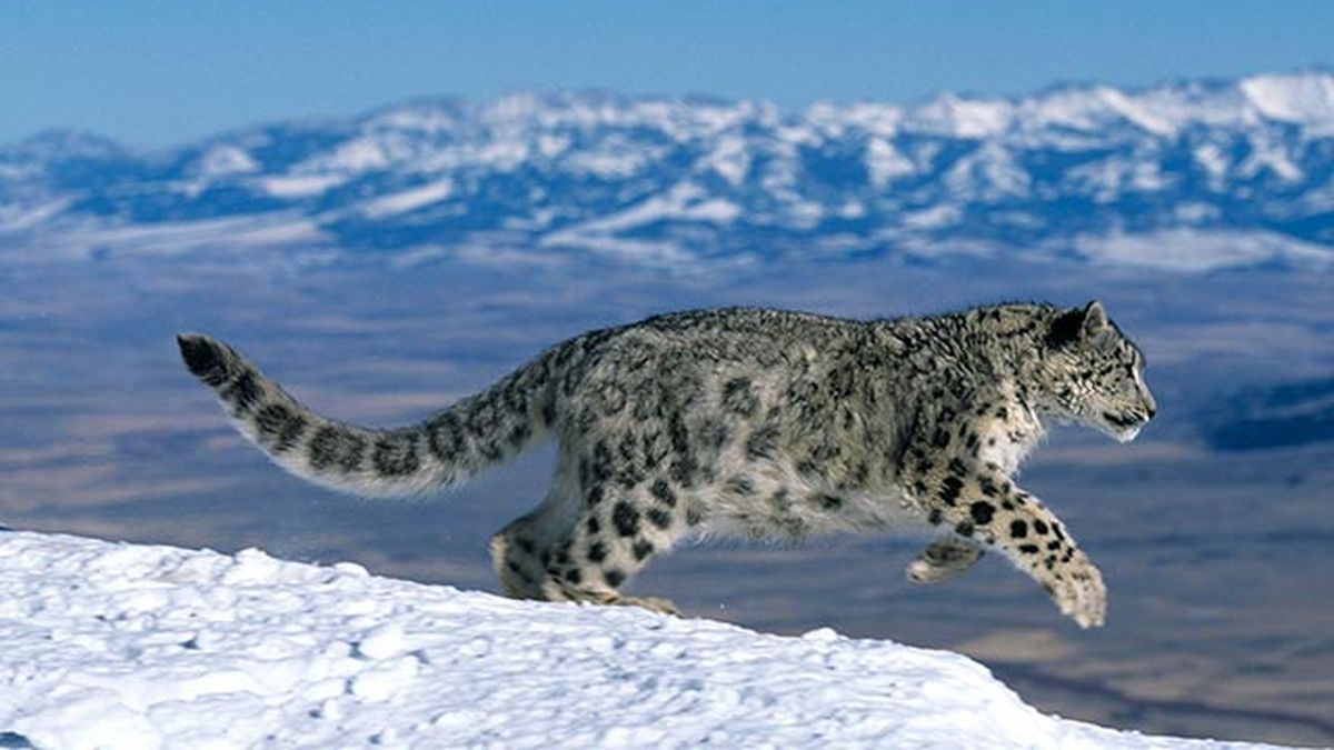 leopardo nieves 6