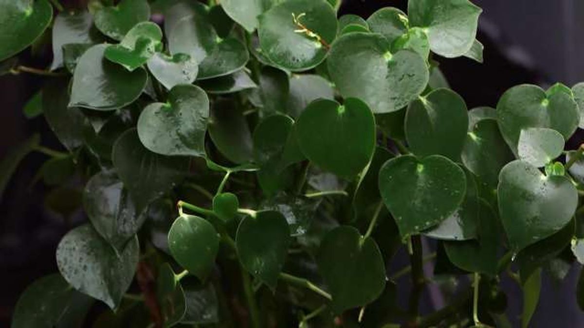 973 briconsulta peperomia hoja grande xl