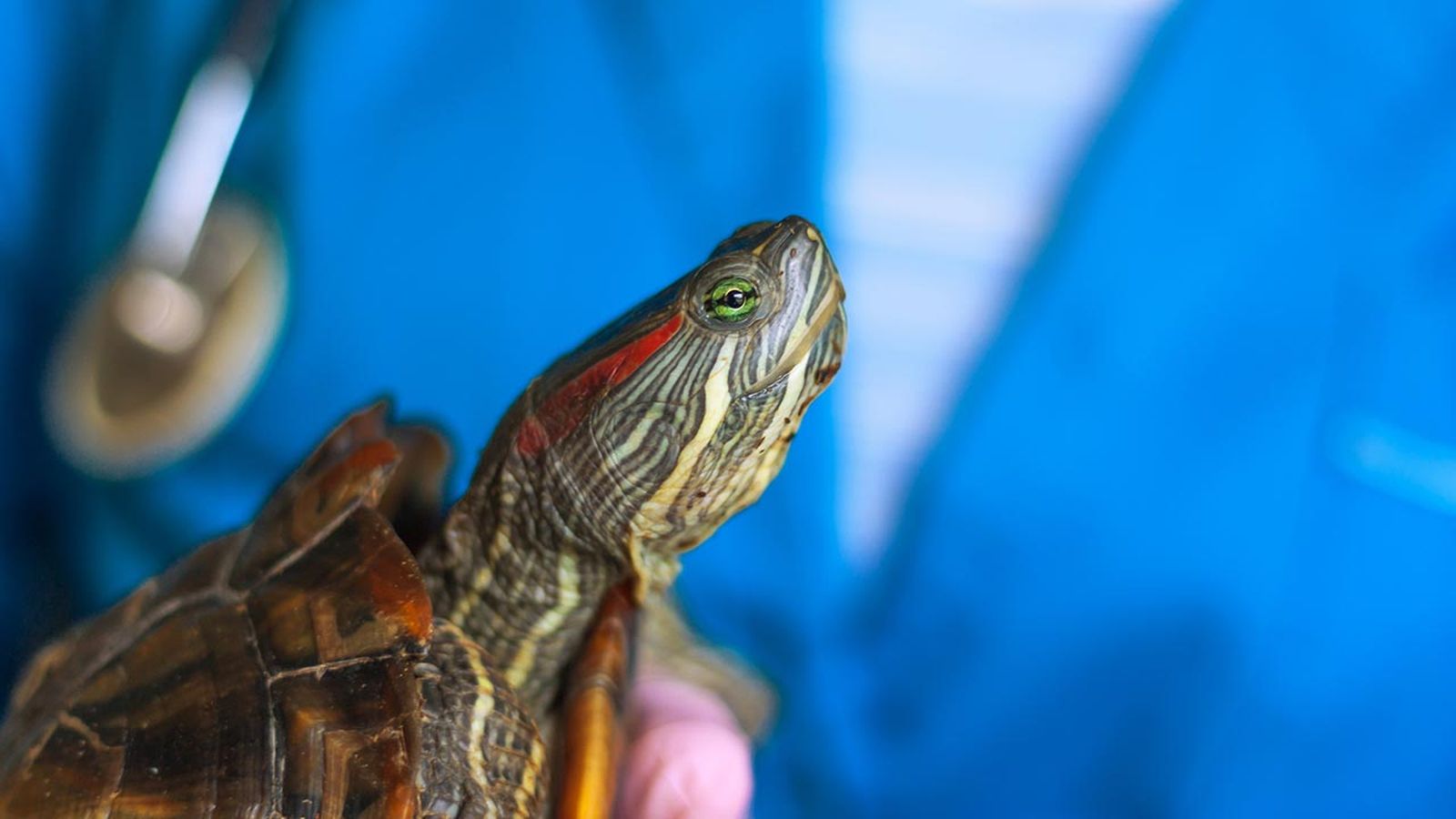 veterinarios exoticos por que acudir a ellos tortuga