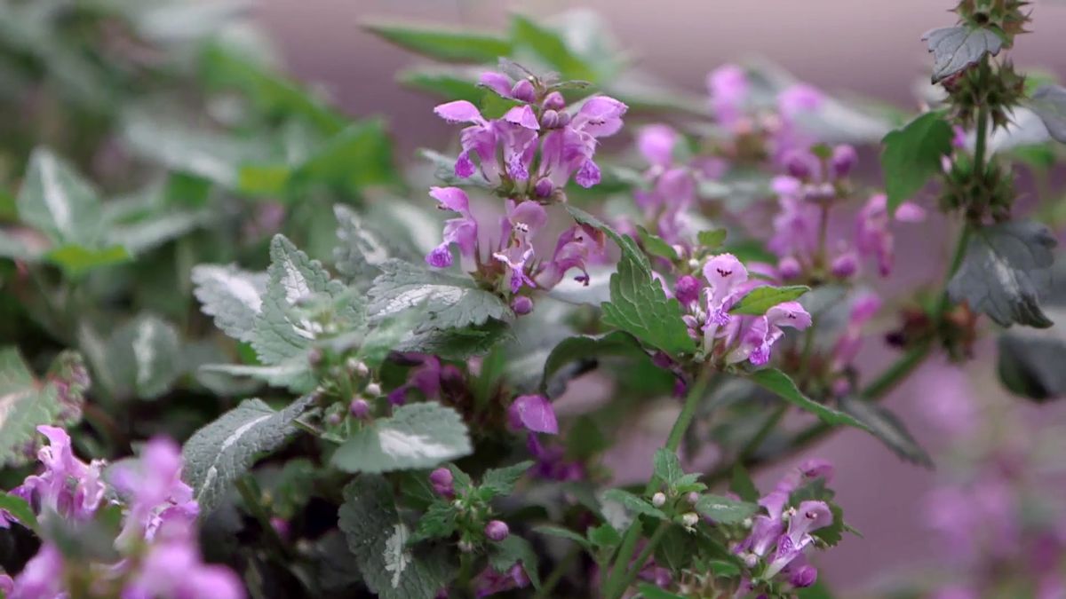 brico 0961 3 glecoma lamium xl