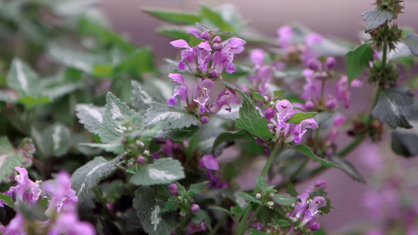 brico 0961 3 glecoma lamium xl