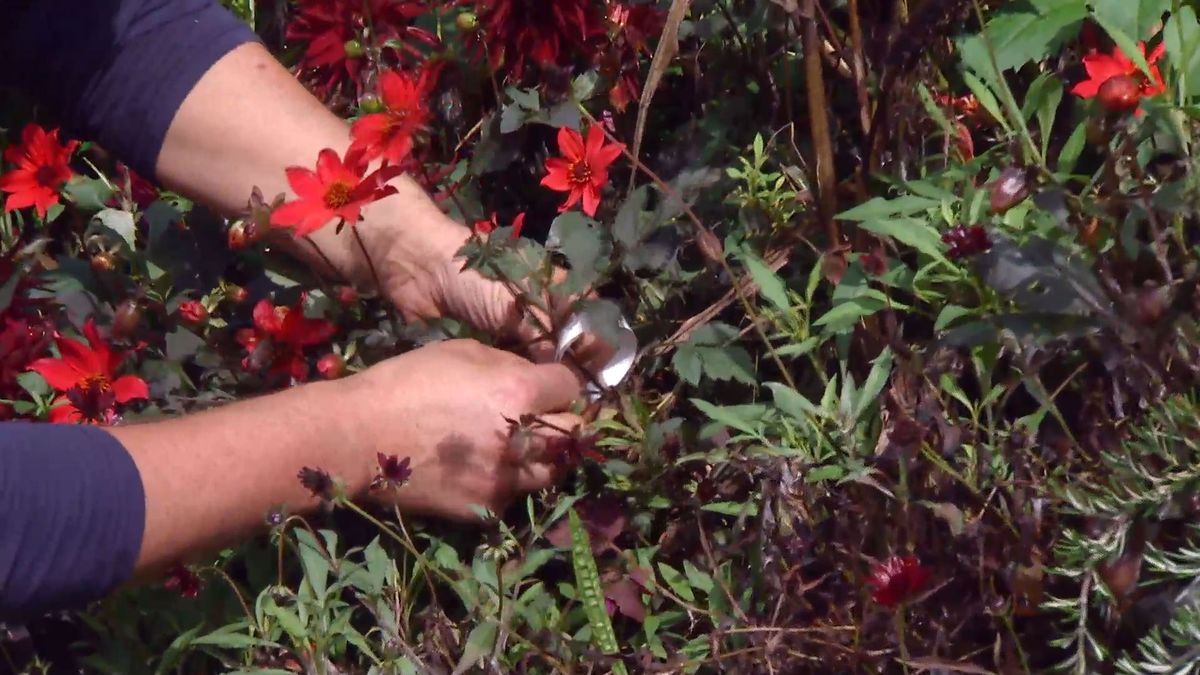 Decogarden 668 identificar dalias etiquetar dalia pampa