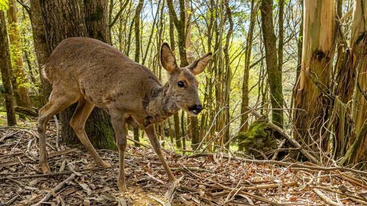 animales karpin centro acogida fauna silvestre corza