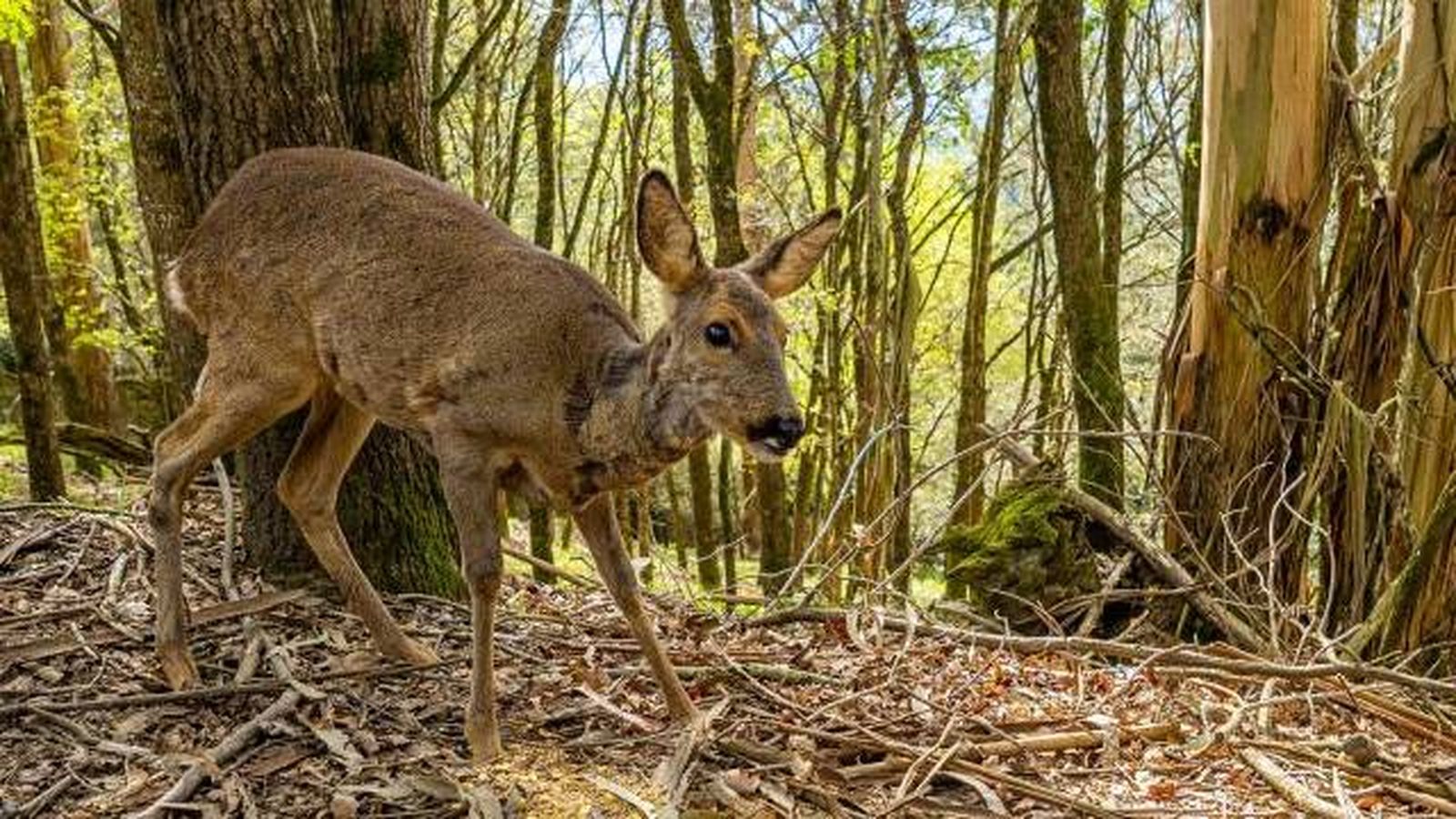 animales karpin centro acogida fauna silvestre corza