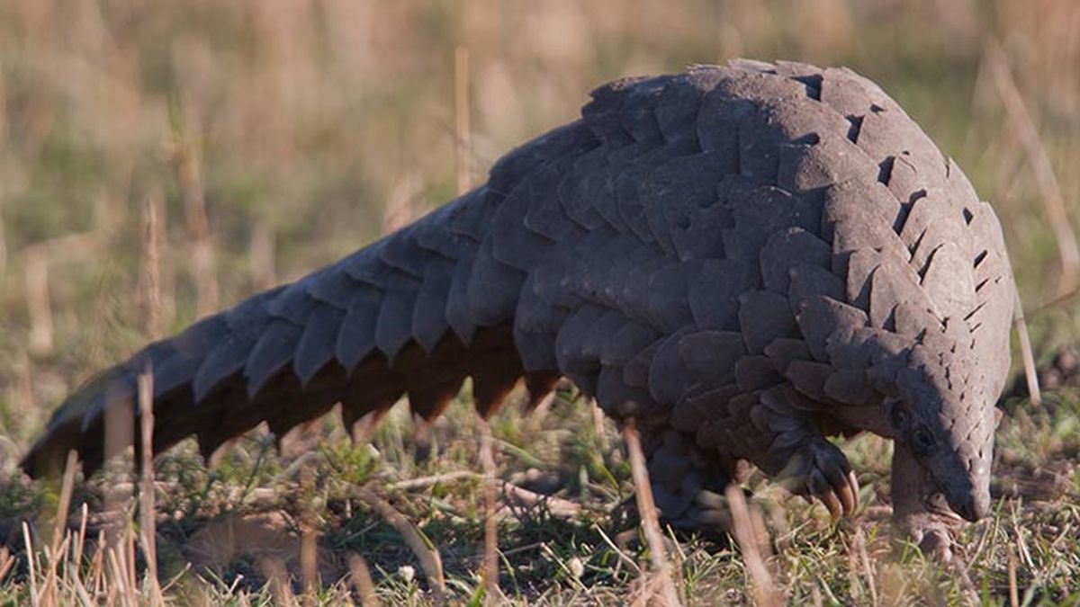 pangolin 6