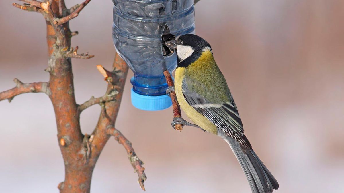comederos pajaros invierno 5