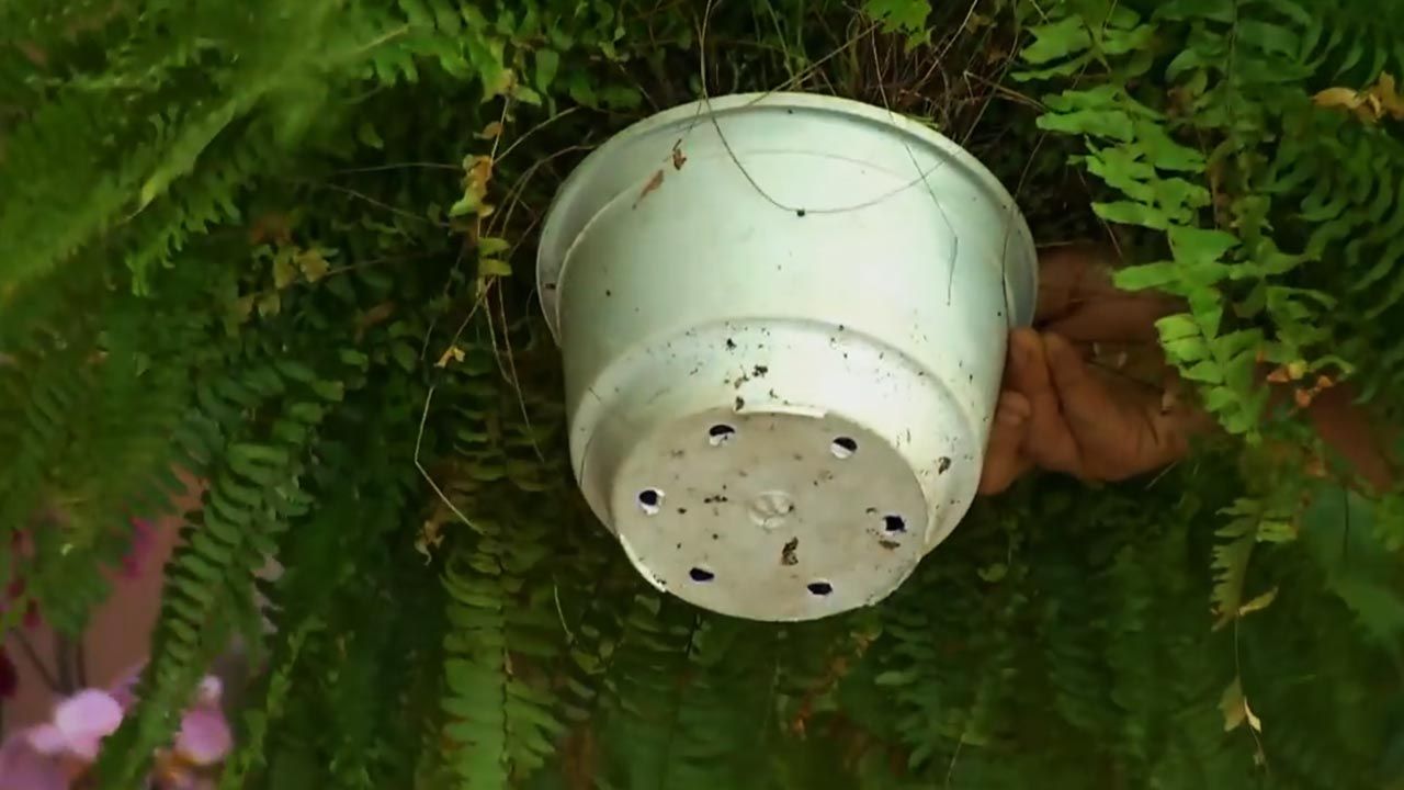 como cultivar helechos en casa humedad suficiente tierra