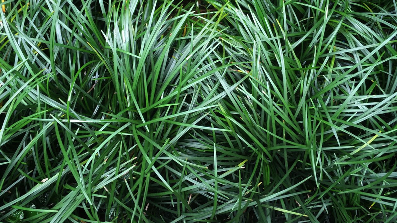 ophiopogon
