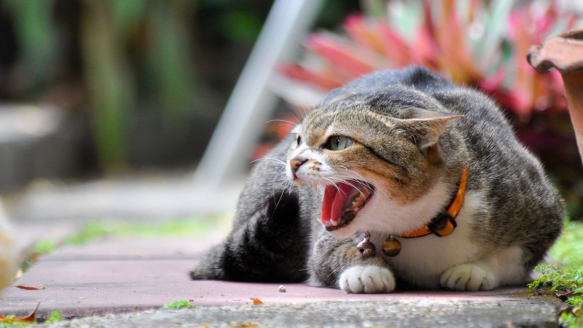 claves para saber si tu gato se siente invadido