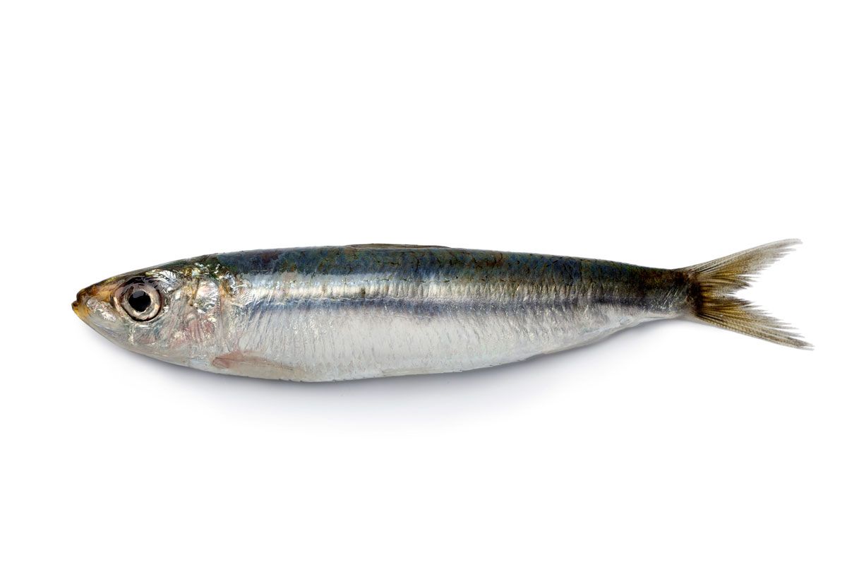limpiar sardinas xl
