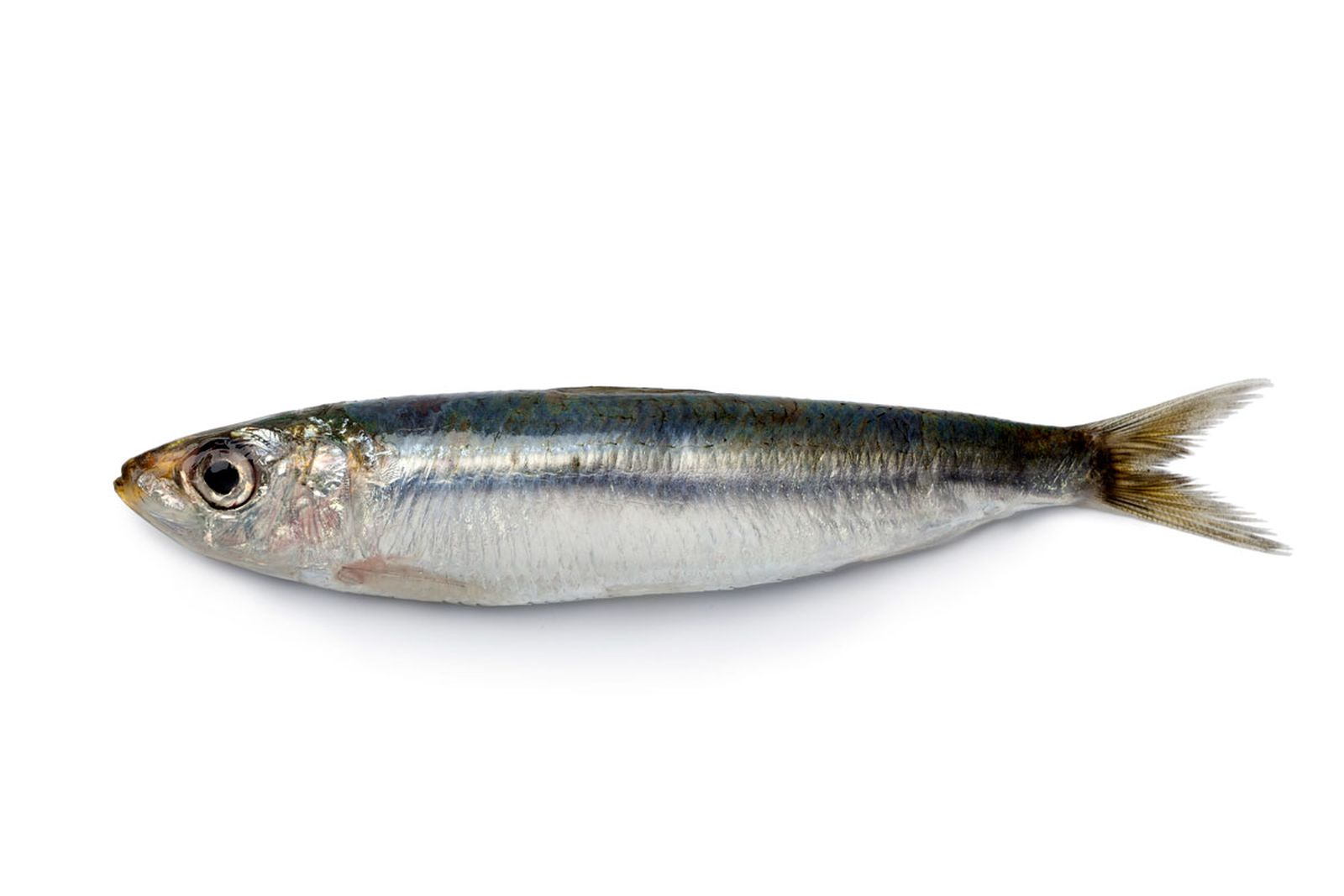 limpiar sardinas xl