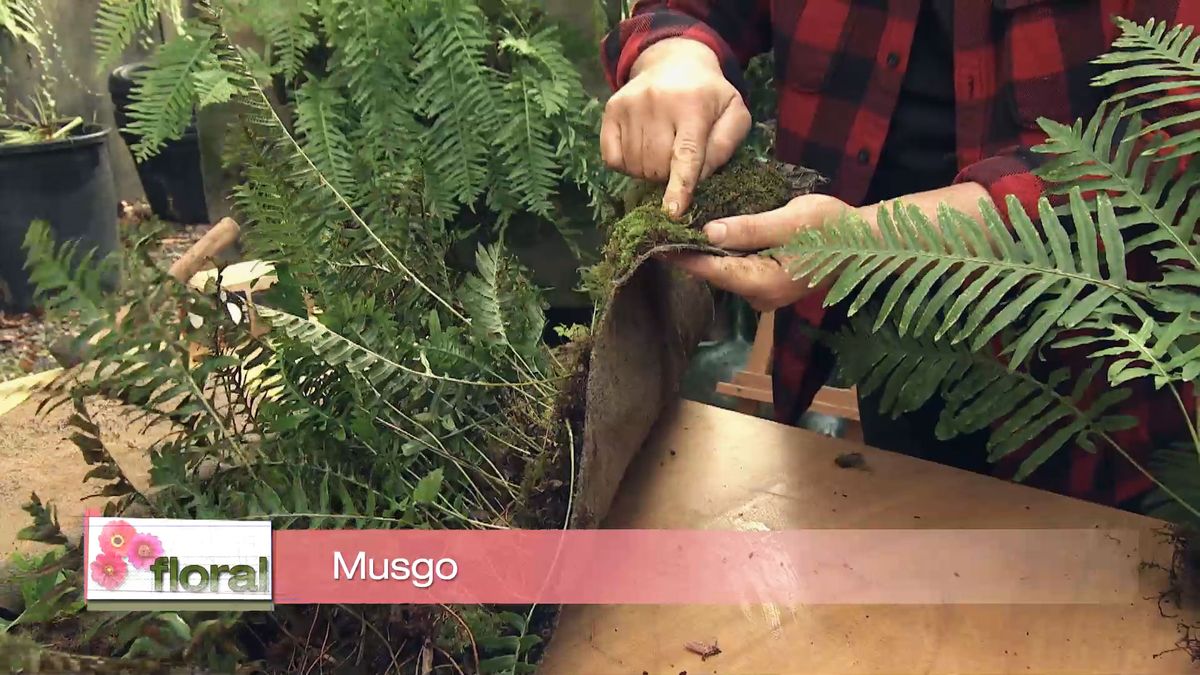 Deco 721 jardineria helecho manta geotextil