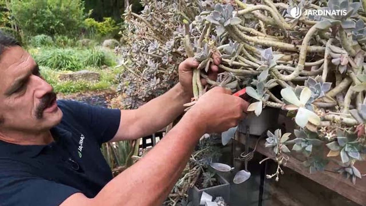 reproducir graptopetalum paraguayense esqueje de tallo jardinatis 22 19
