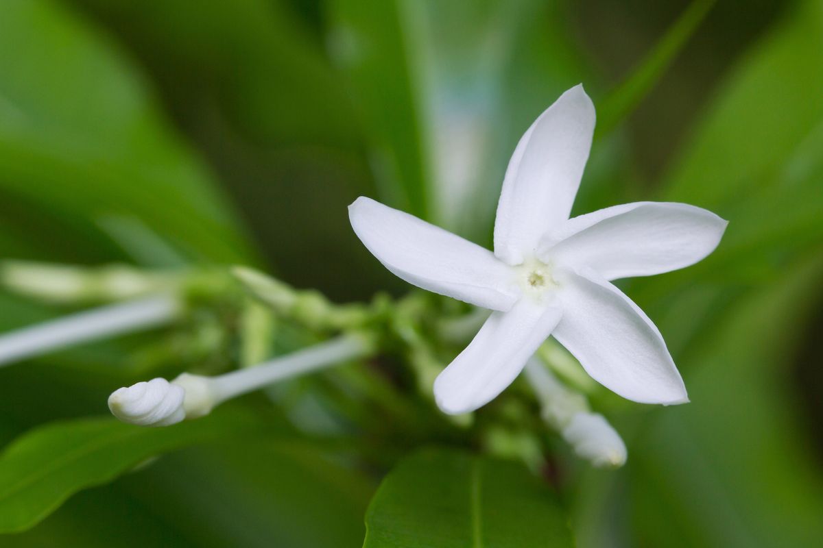 Euphorbia plantas vivaces