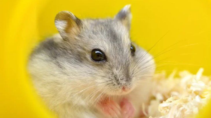 nombres para hamsters 2