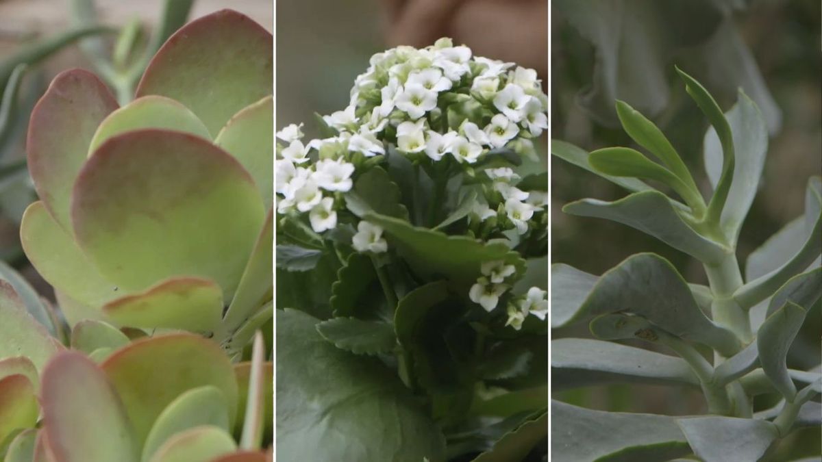 Existen más de 150 especies de kalanchoes