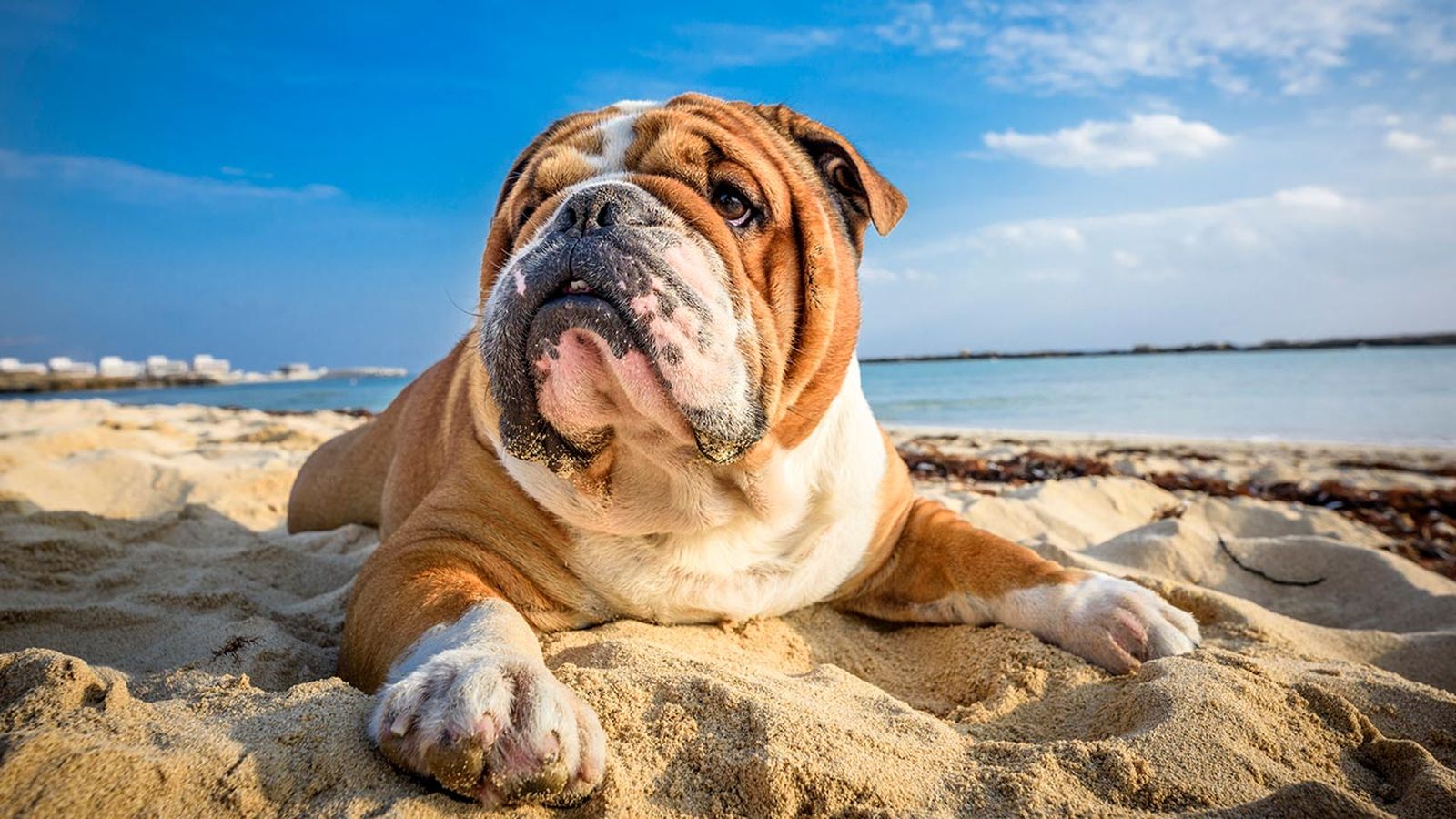 cuidar bulldog verano portada