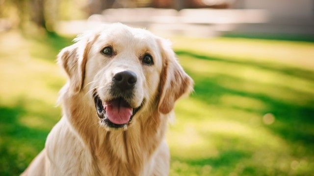 cuantas razas de perros hay 6