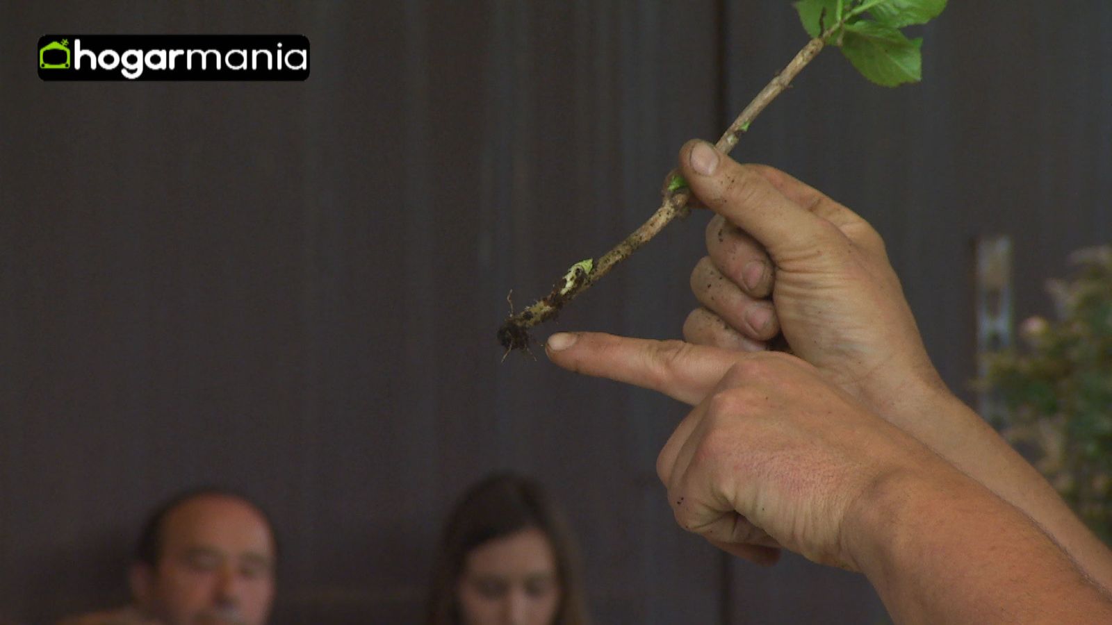 como reproducir plantas xl