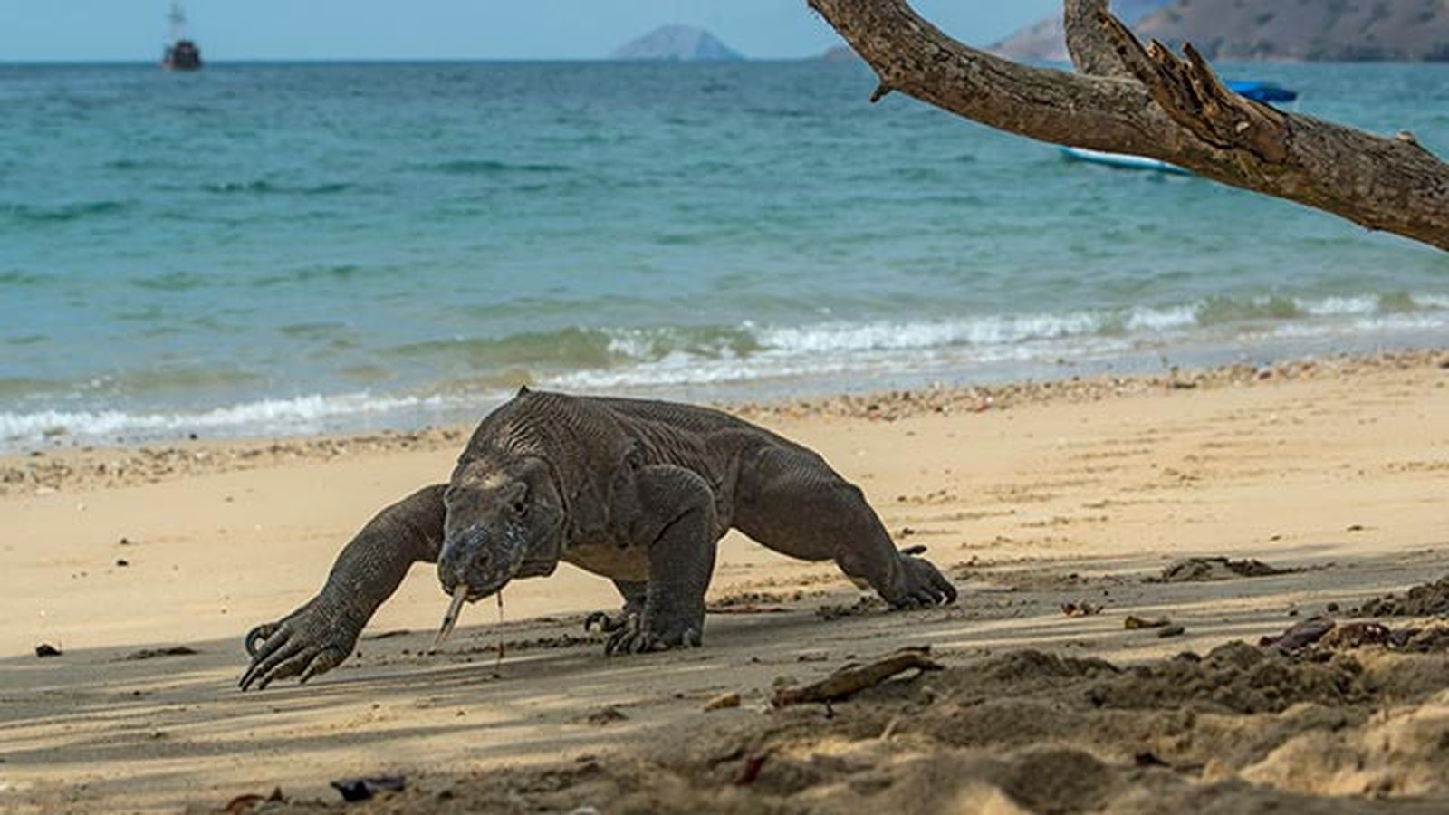 dragon de komodo
