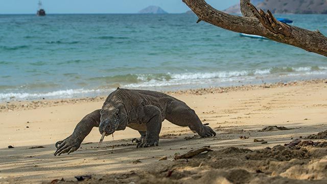 dragon de komodo