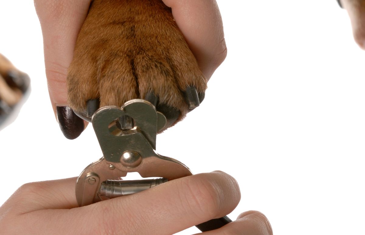 cortar unas perros xl