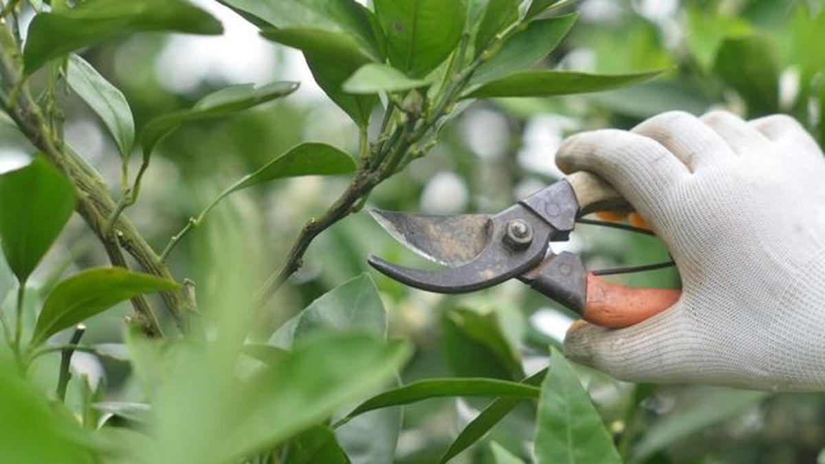 poda de arboles frutales