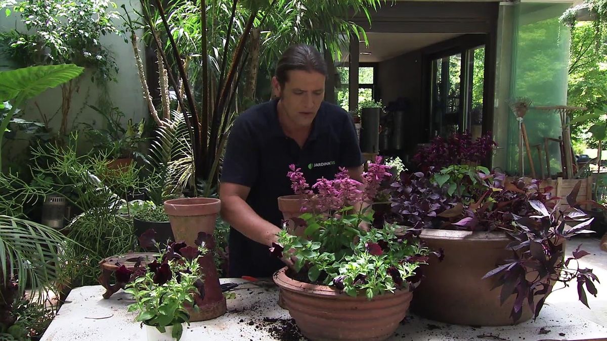 brico jardin 1040 composicion floral granate salvia rosa surfinias negras