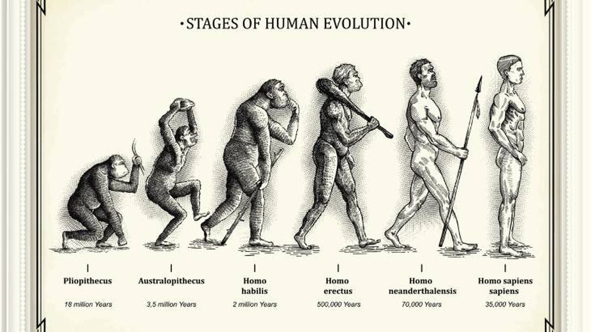 evolucion especies humana