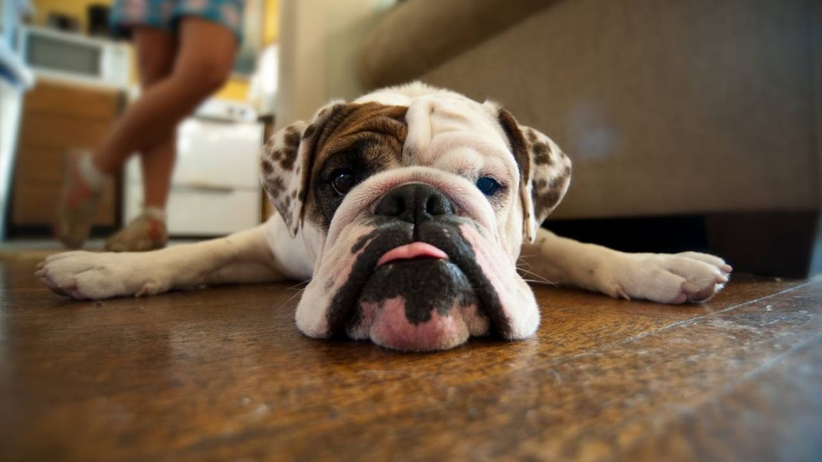 El aburrimiento es una experiencia común tanto para los humanos como para los animales.