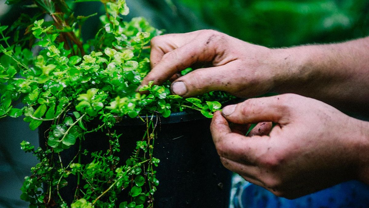 brico 1032 jardin planta de la moneda Lyssimachia nummularia