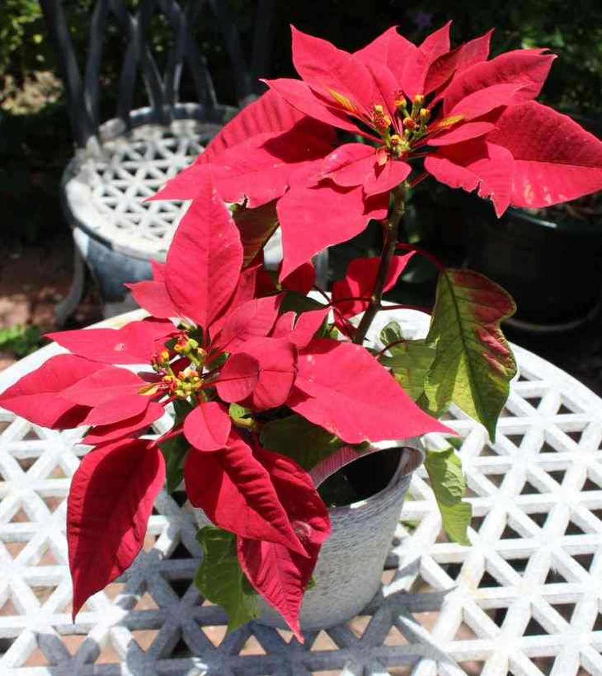 Euphorbia pulcherrima flor de pascua