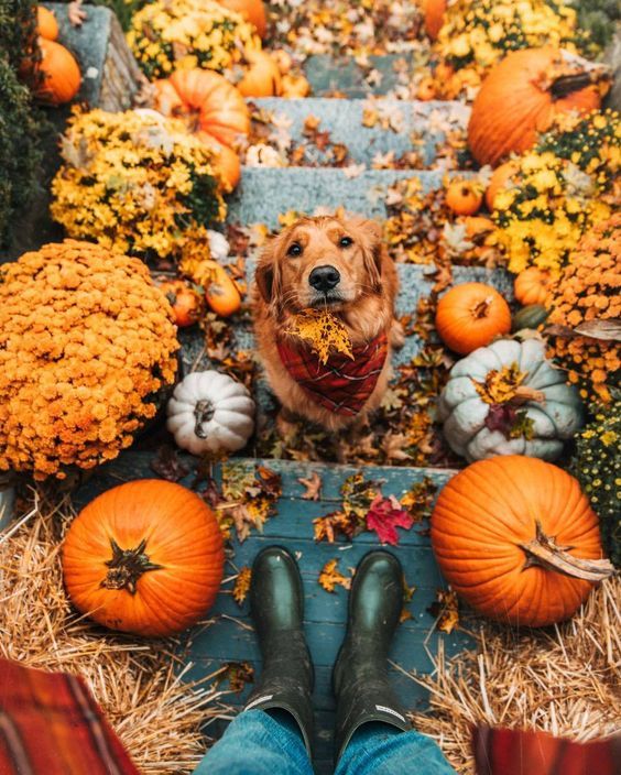 decoracion exterior otono perro pinterest