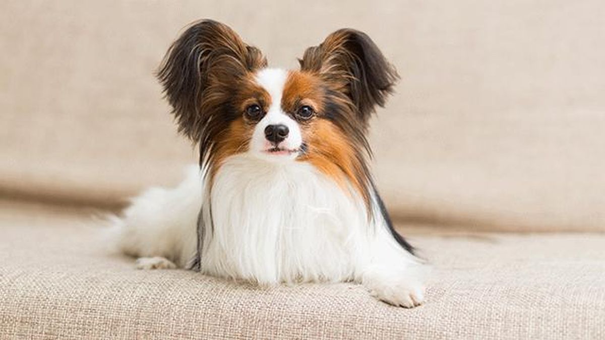 papillon tumbado