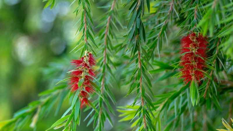 Hojas del Callistemon