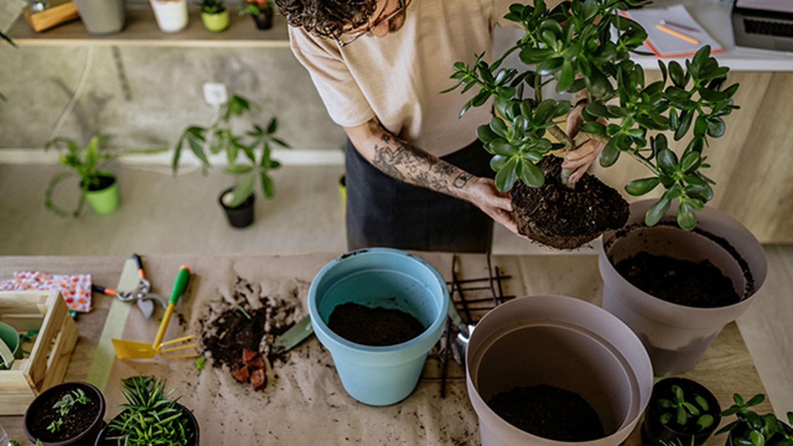 plantas reducen el estres