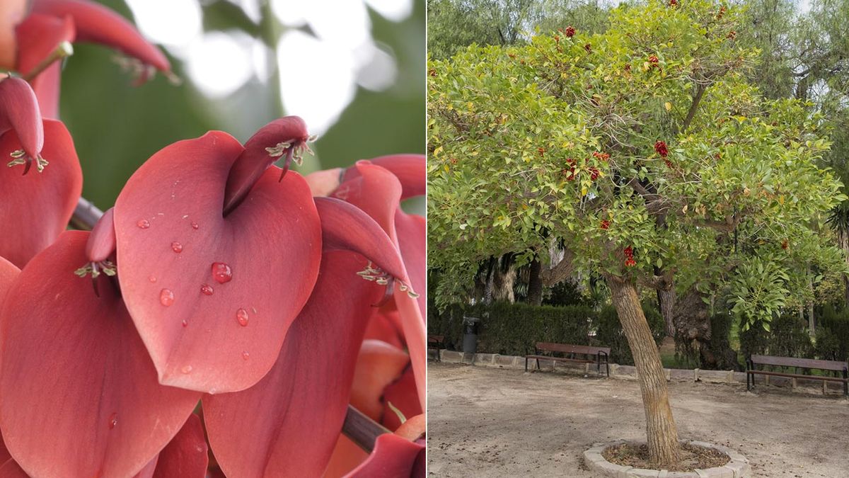 arbol Erythrina crista galli flor nacional argentina