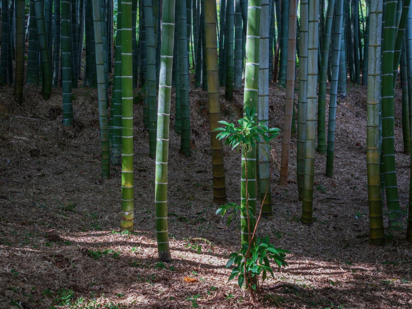 Bambú Phyllostachys edulis.