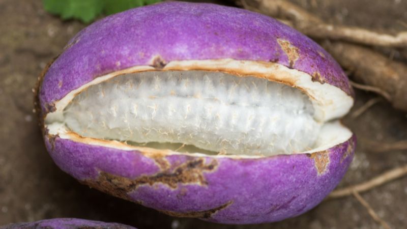 Fruta akebi