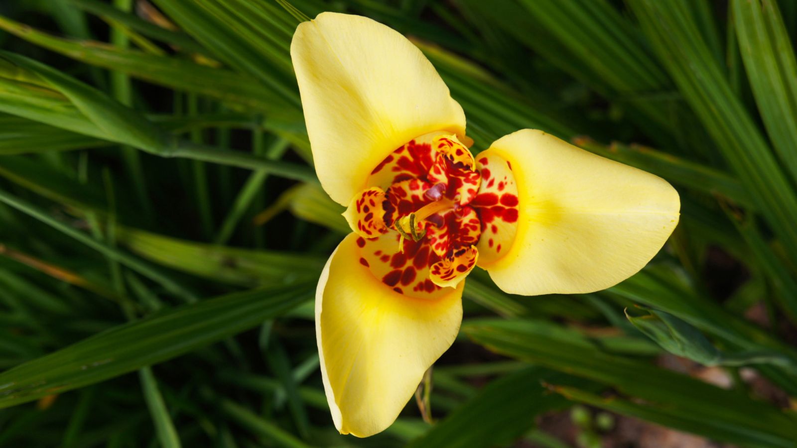 Tigridia pavonia flor de un dia caracteristicas cuidados xl