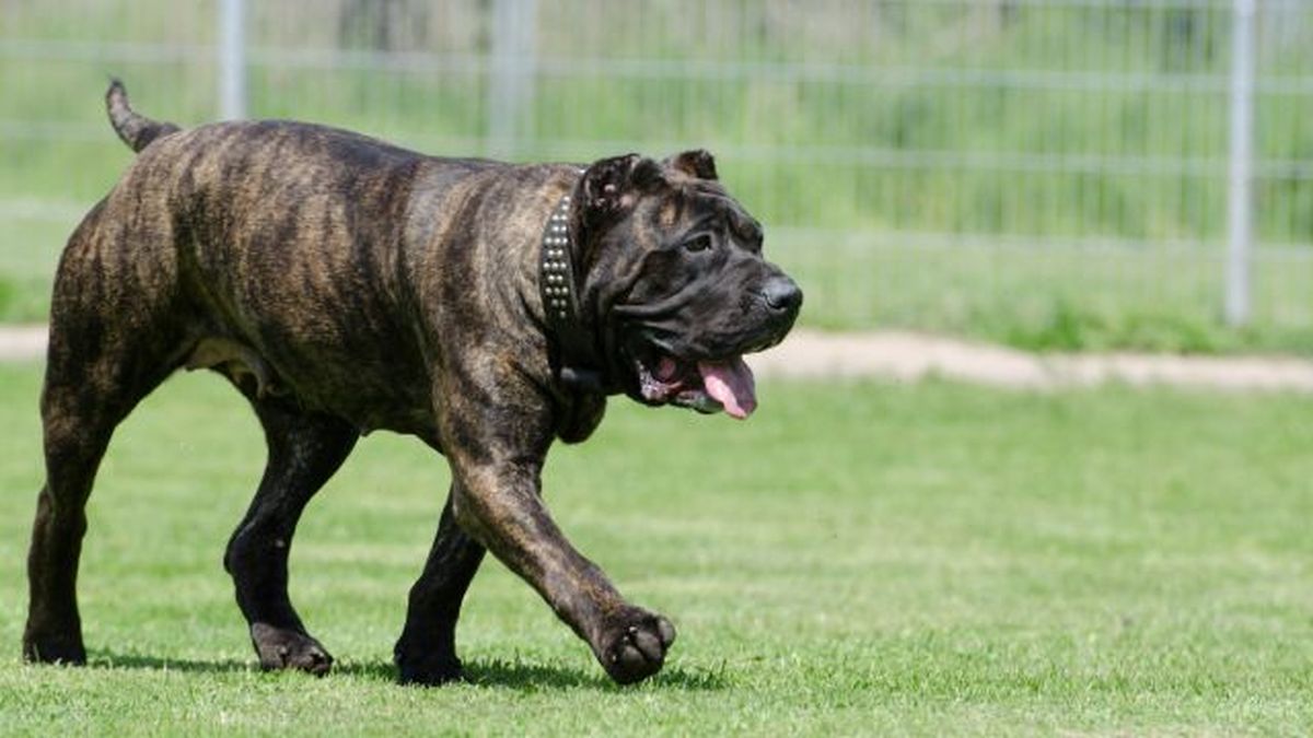 perro presa canario 5