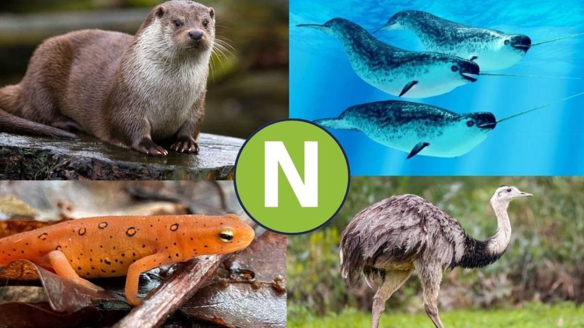 animales que empiezan por n nombres fotos curiosidades