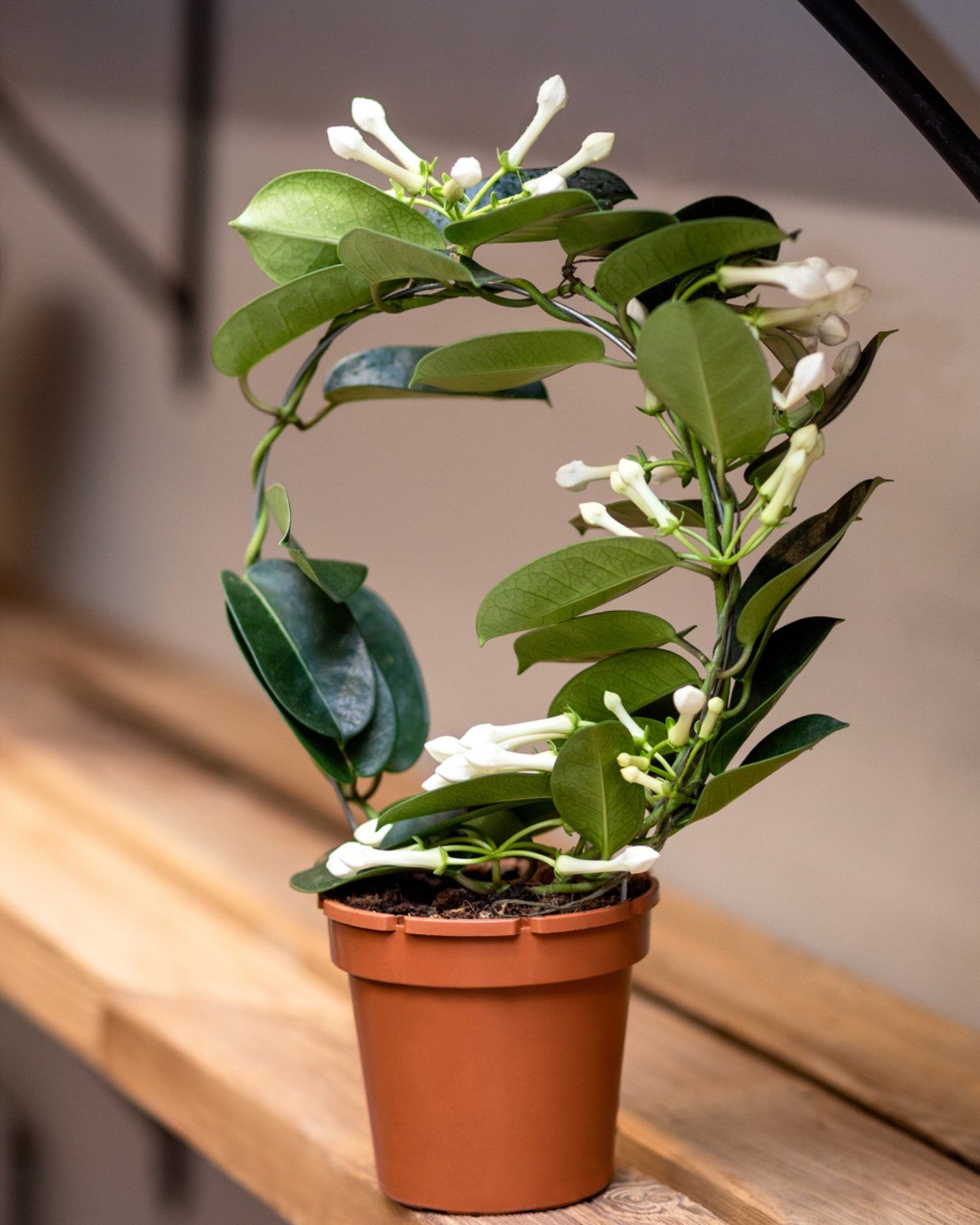El jazmín de Madagascar necesita mucha luz para florecer.