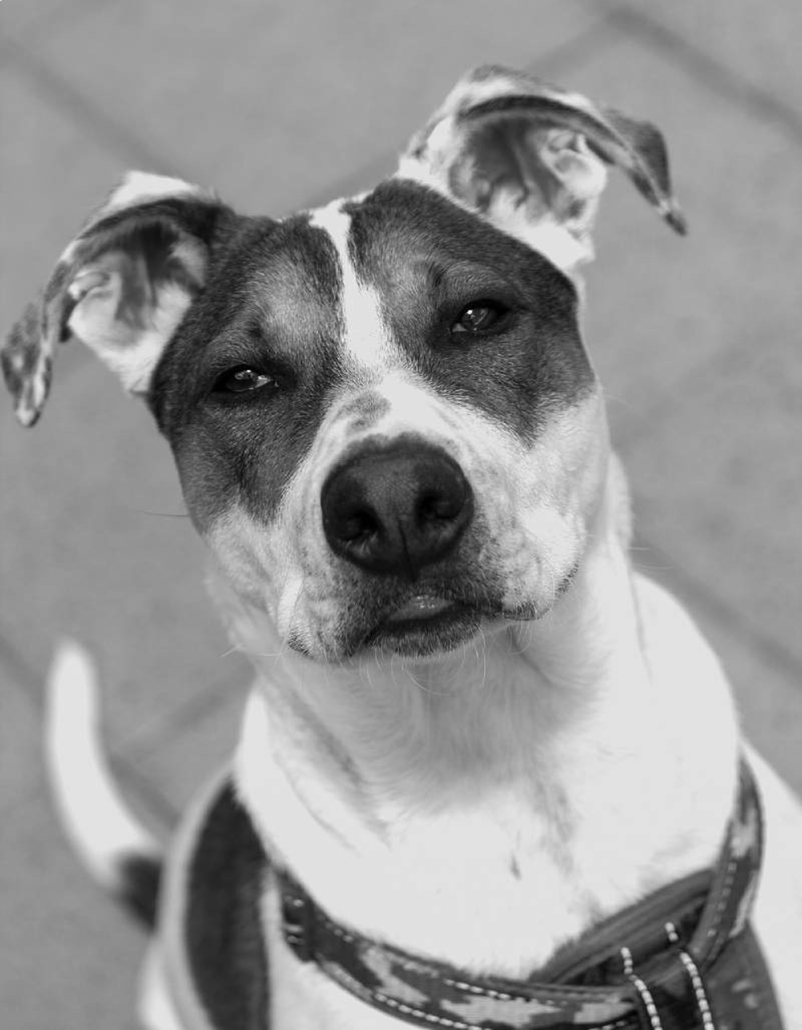 El Bull Arab es un perro creado a partir de 3 razas caninas diferentes