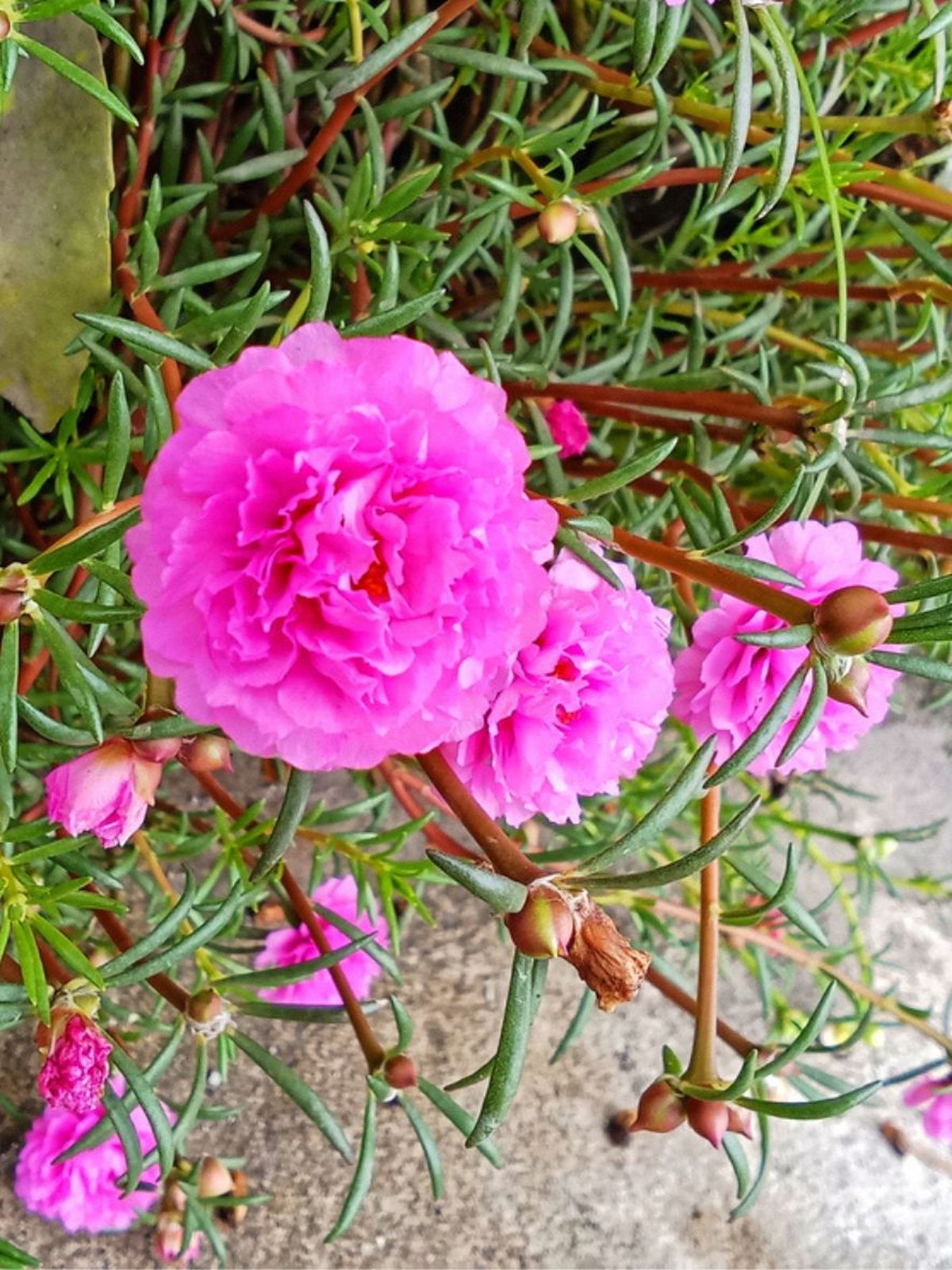 cuidados de la planta portulaca flor de seda