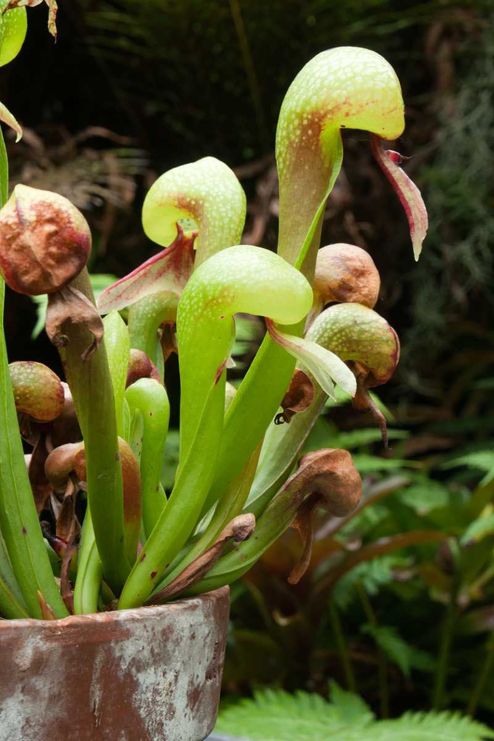 Darlingtonia californica.