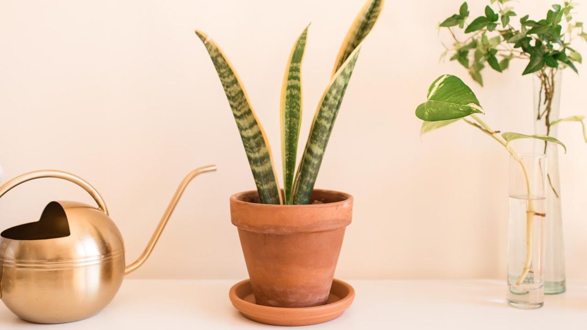 caracteristicas Sansevieria Trifasciata